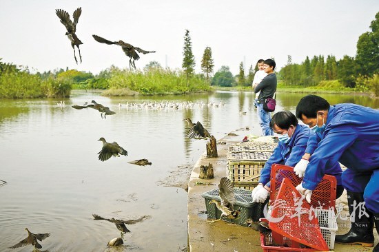 重点保护野生动物广州大学城湿地公园重归大自然