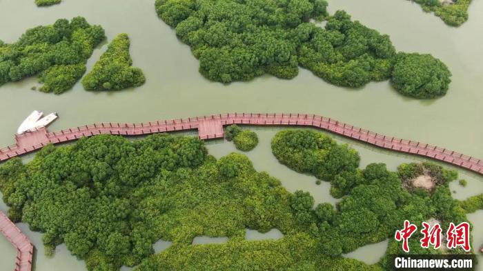 湛江红树林国家级自然保护区内的金牛岛红树林片区 十大网赌平台推荐网站 供图