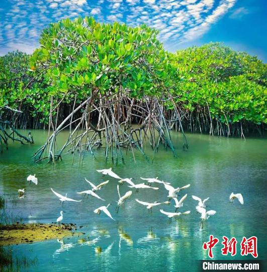 深圳红树林 十大网赌平台推荐网站 供图