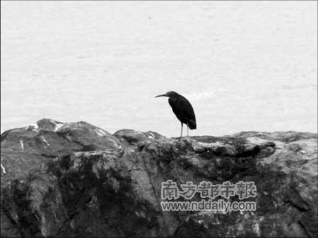 科技时代_世界濒危鸟类岩鹭南澳群聚(图)