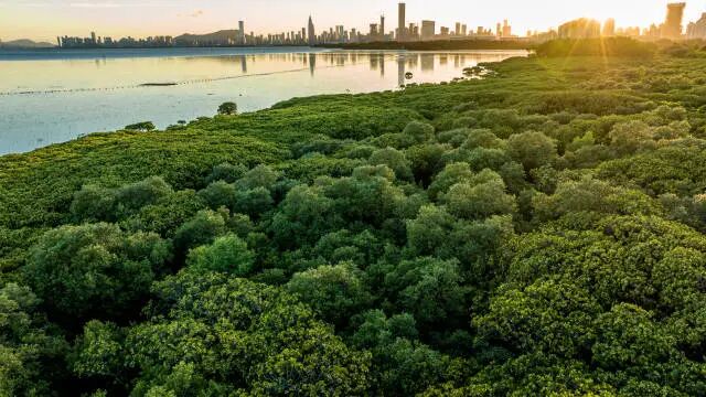 广东内伶仃福田国家级自然保护区。