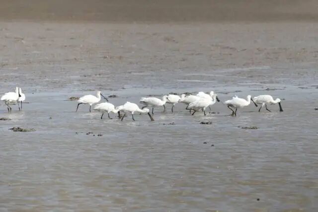 黑脸琵鹭。王姣 摄