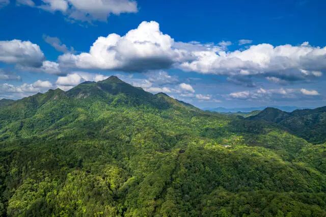 广东车八岭国家级自然保护区。