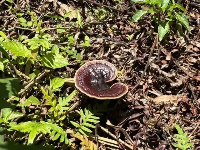 南丰镇万亩灵芝谷里仿野生种植的灵芝。肇庆市融媒体中心记者 夏紫怡 摄