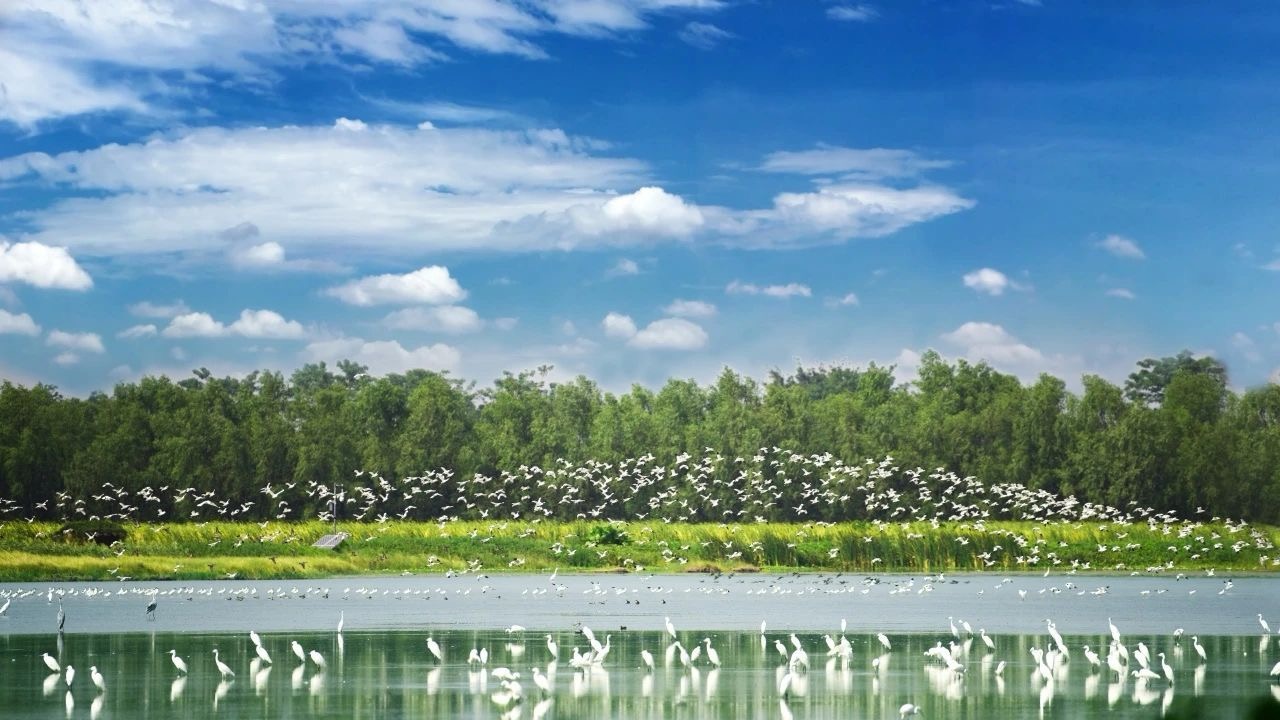 图为广州南沙湿地飞鸟聚集
