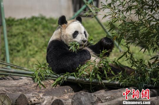 全球唯一大熊猫三胞胎姐姐“萌萌”已“成婚”候孕
