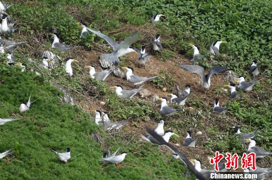 广东南澳候鸟省级自然保护区乌屿岛上的大凤头燕鸥。 林荫 摄 广东南澳候鸟省级自然保护区乌屿岛上的大凤头燕鸥。 林荫 摄
