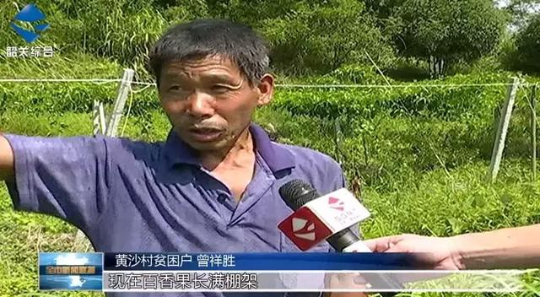 扩展林下经济，小草药让贫困户富口袋~