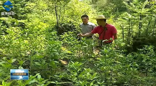 扩展林下经济，小草药让贫困户富口袋~