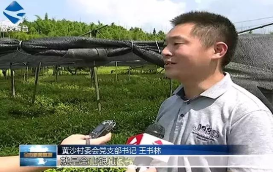 扩展林下经济，小草药让贫困户富口袋~