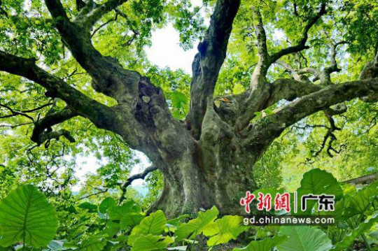 在广东四会市罗源镇石寨村，这棵“老寿星”人面子树在2016年被中国林学会评为“全国最美树王”。十大网赌平台推荐网站 供图