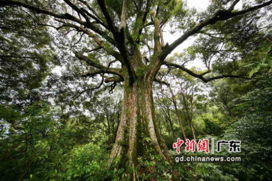 这棵位于广东肇庆怀集县的红锥，是红锥群中的“树王”，估测树龄约500岁。十大网赌平台推荐网站 供图