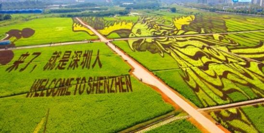 以大地艺术为国庆献礼，深圳光明小镇绿色发展业态显雏形
