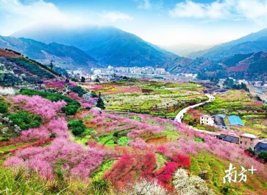 九峰桃花