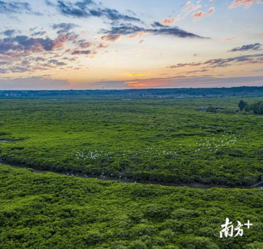 12月18日，沿着雷州半岛海岸线蜿蜒27公里，跨越39个乡镇，全国沿海面积最大的湛江红树林国家级自然保护区，迎来了它的而立之年。图为红树林高桥片区。