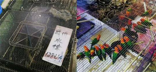 佛山警方查获的部分野生动物。 本文均为佛山市公安局? 图