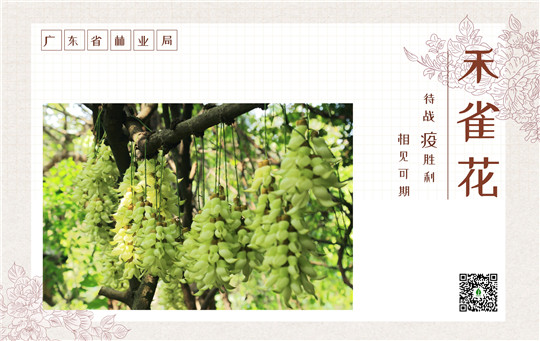 禾雀花.jpg
