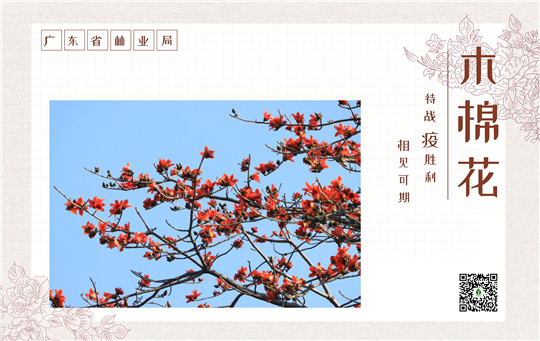 木棉花.jpg