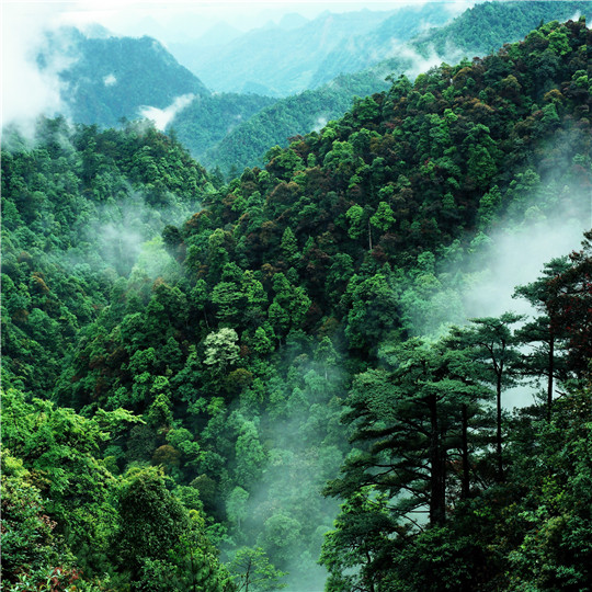 (1)春至南岭.jpg