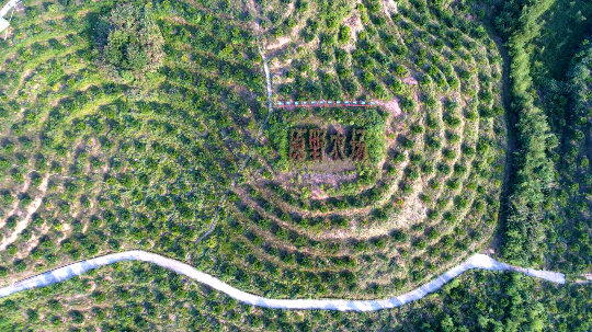 航拍始兴当地一处果园.jpg