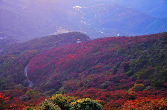 红叶观赏区1.jpg