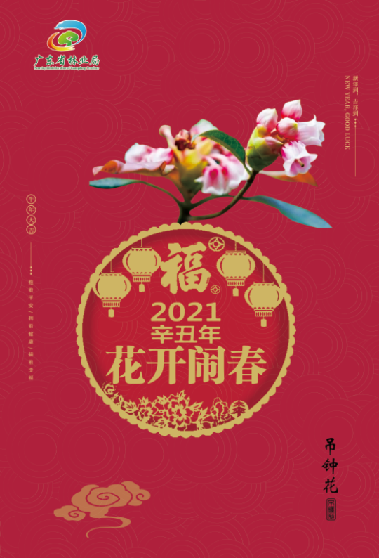 海报53-78cm吊钟花.jpg