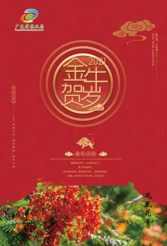 海报53-78cm凤凰花.jpg