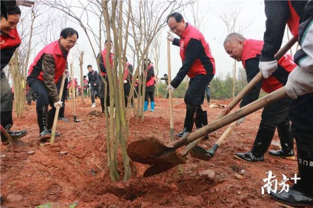 江门市四套班子领导带领市直机关工作人员和江海区代表近500人，开展全民义务植树活动。