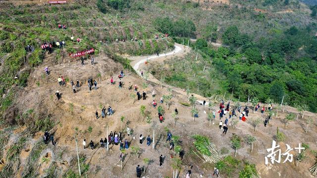 春天绿化大会战|饶平：拟在植树节期间投800万元，植树150多万株