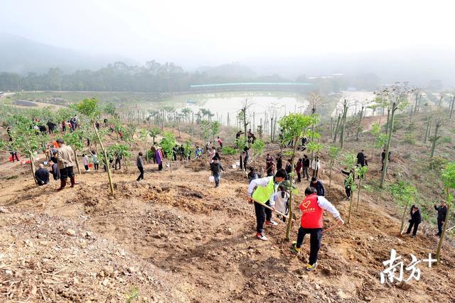 春天绿化大会战|饶平：拟在植树节期间投800万元，植树150多万株