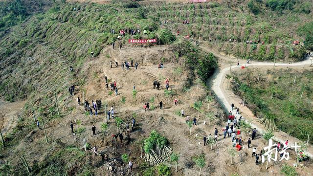 春天绿化大会战|饶平：拟在植树节期间投800万元，植树150多万株