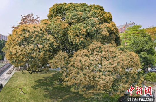 广州白云用“绣花功夫”扮靓城市为民众绘就生态画卷
