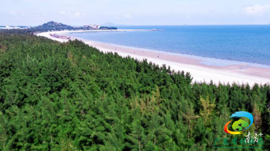 沿海防护林建设。通讯员 林荫 供图