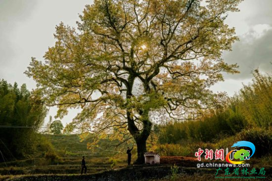 韶关始兴县隘子镇石头塘的枫香树。十大网赌平台推荐网站 供图