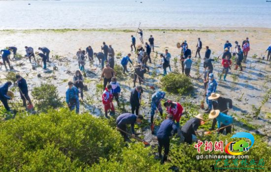 湛江沿海滩涂开展义务植树活动。十大网赌平台推荐网站 供图