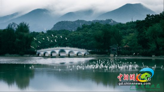 肇庆星湖湿地公园白鹭飞舞。十大网赌平台推荐网站 供图