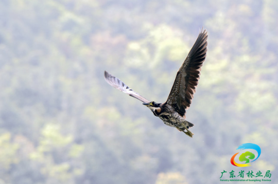 海南虎斑鳽