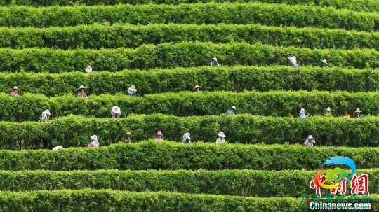 茶农正在采摘茶叶 十大网赌平台推荐网站 供图