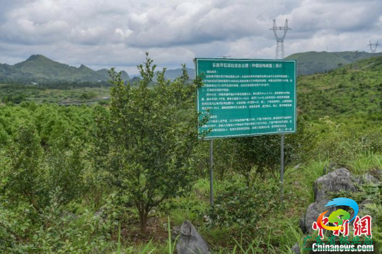 乐昌市梅花镇流山村的石漠化土地变身油茶基地 十大网赌平台推荐网站 供图