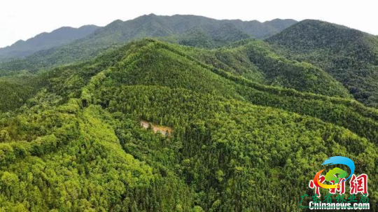 航拍镜头下的广东九连山林场 陈楚红 摄