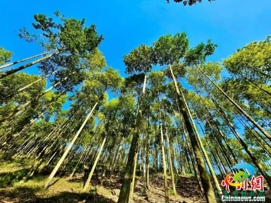 云浮林场公益林示范区的大径材培育区 十大网赌平台推荐网站 供图