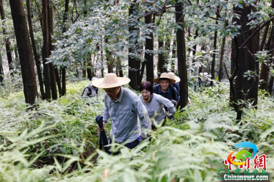 林勘技术人员走在蕨类杂草植物的山林里 十大网赌平台推荐网站 供图
