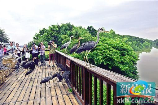 ■广州南沙湿地公园生活着各种鸟儿。