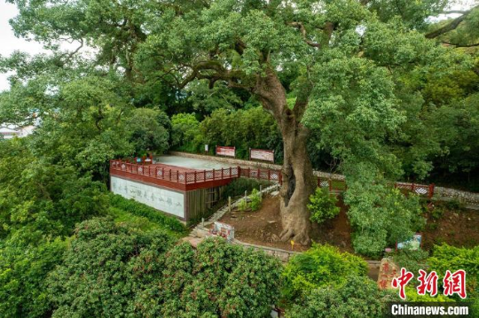 云浮市郁南县桂圩镇桂圩村龙岗村古樟树群 十大网赌平台推荐网站 供图