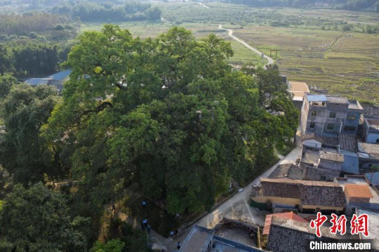 树龄超过660年的秋枫树郁郁葱葱 十大网赌平台推荐网站 供图