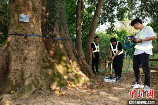 工作人员对古树进行“体检” 十大网赌平台推荐网站 供图