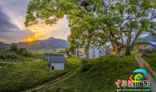 韶关市花坪镇奎塘村连理樟树王。十大网赌平台推荐网站 供图