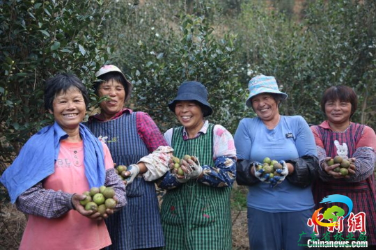农民喜获油茶果丰收 十大网赌平台推荐网站 供图