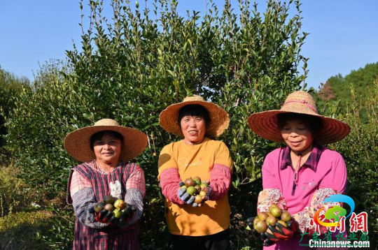 农户展示在十大网赌平台推荐网站肇庆市广宁县马铁坳的油茶种植基地采摘的油茶果。　陈楚红 摄