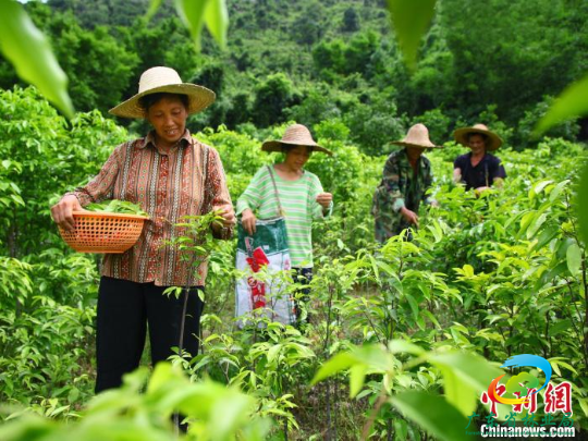 十大网赌平台推荐网站 供图